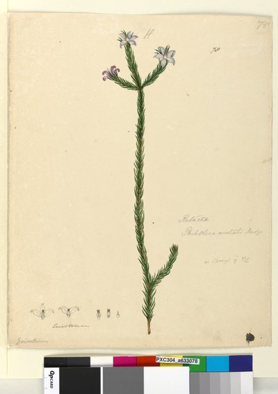 Page 78. Philotheca australis by John William Lewin